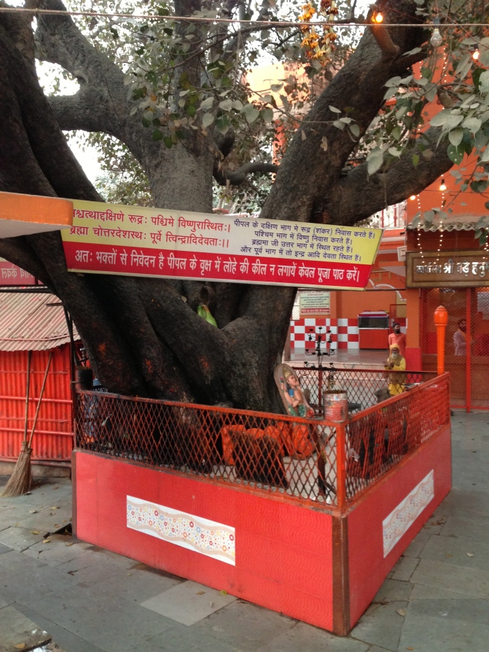 Sacred Trees at Kumbh Mela